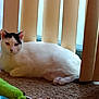 Tinker joined the competition — help win amazing prizes! animal, black_markings, carpet, cat, cozy, cute, domestic_cat, feline, floor, fur, home, indoor, laying, pet, relaxed, resting, toy, vertical_blinds, white_cat, window