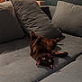 Arya participe au concours pour gagner de l'argent avec cette photo : animal, black_cat, cat, couch, cozy, cute, domestic_animal, eyes, feline, furniture, home, indoor, living_room, paws, pet, playful, relaxing, resting, soft, upside_down