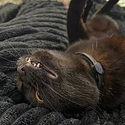 Una a rejoint le concours — aidez-le/la à gagner de superbes lots ! animal, bedroom, black_cat, blanket, cat, closeup, collar, cozy, feline, fur, indoor, lying_down, pet, playful, relaxed, resting, soft_texture, teeth, whiskers, yellow_eye