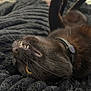 animal, bedroom, black_cat, blanket, cat, closeup, collar, cozy, feline, fur, indoor, lying_down, pet, playful, relaxed, resting, soft_texture, teeth, whiskers, yellow_eye