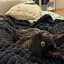 Una a rejoint le concours — aidez-le/la à gagner de superbes lots ! animal, bed, black_cat, blanket, cat, cozy, curious, cute, fur, furniture, home, indoor, pet, pillow, relaxing, resting, soft, texture, whiskers, yellow_eyes