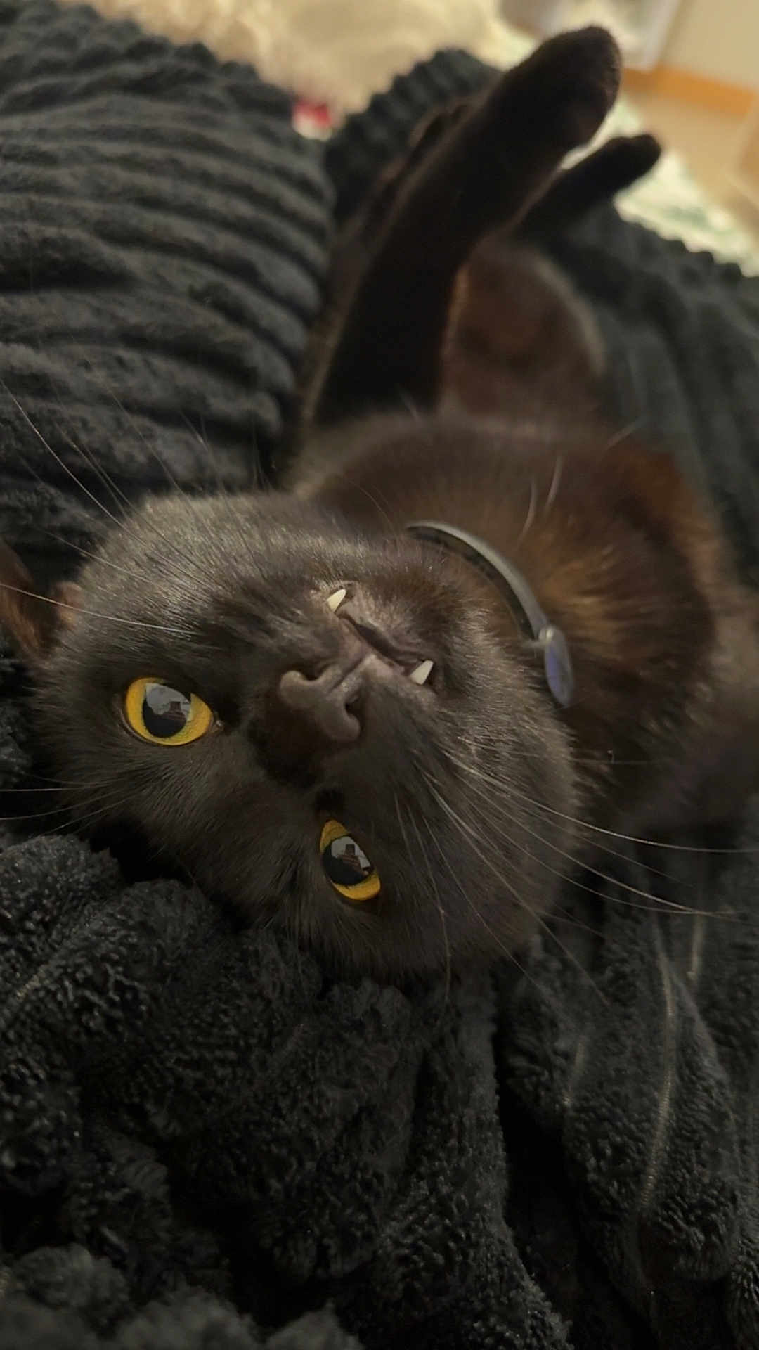Una participe au concours pour gagner de l'argent avec cette photo : animal, black_cat, blanket, close_up, collar, cozy, cute, domestic_cat, fangs, feline, fur, indoor, lying_down, pet, playful, relaxed, soft, texture, whiskers, yellow_eyes