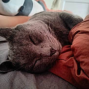 Basile a rejoint le concours — aidez-le/la à gagner de superbes lots ! bed, cat, closeup, comfort, cozy, domestic_animal, feline, fur, gray_cat, human_arm, indoor, nap, panda_toy, pillow, plush_toy, relaxation, resting, sleeping, soft, whiskers