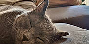 Basile participe au concours pour gagner de l'argent avec cette photo : cactus, cat, closeup, couch, cozy, curtains, domestic_cat, furniture, gray_cat, home, indoor, nap, pet, pillow, relaxing, resting, sleeping, soft_light, whiskers, window