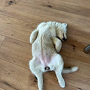 Aska participe au concours pour gagner de l'argent avec cette photo : puppy, dog, white, sleeping, floor, wooden_floor, pet, cute, fur, lying_down, relaxed, indoors, animal, canine, small_dog, adorable, young_dog, resting, paw, tail