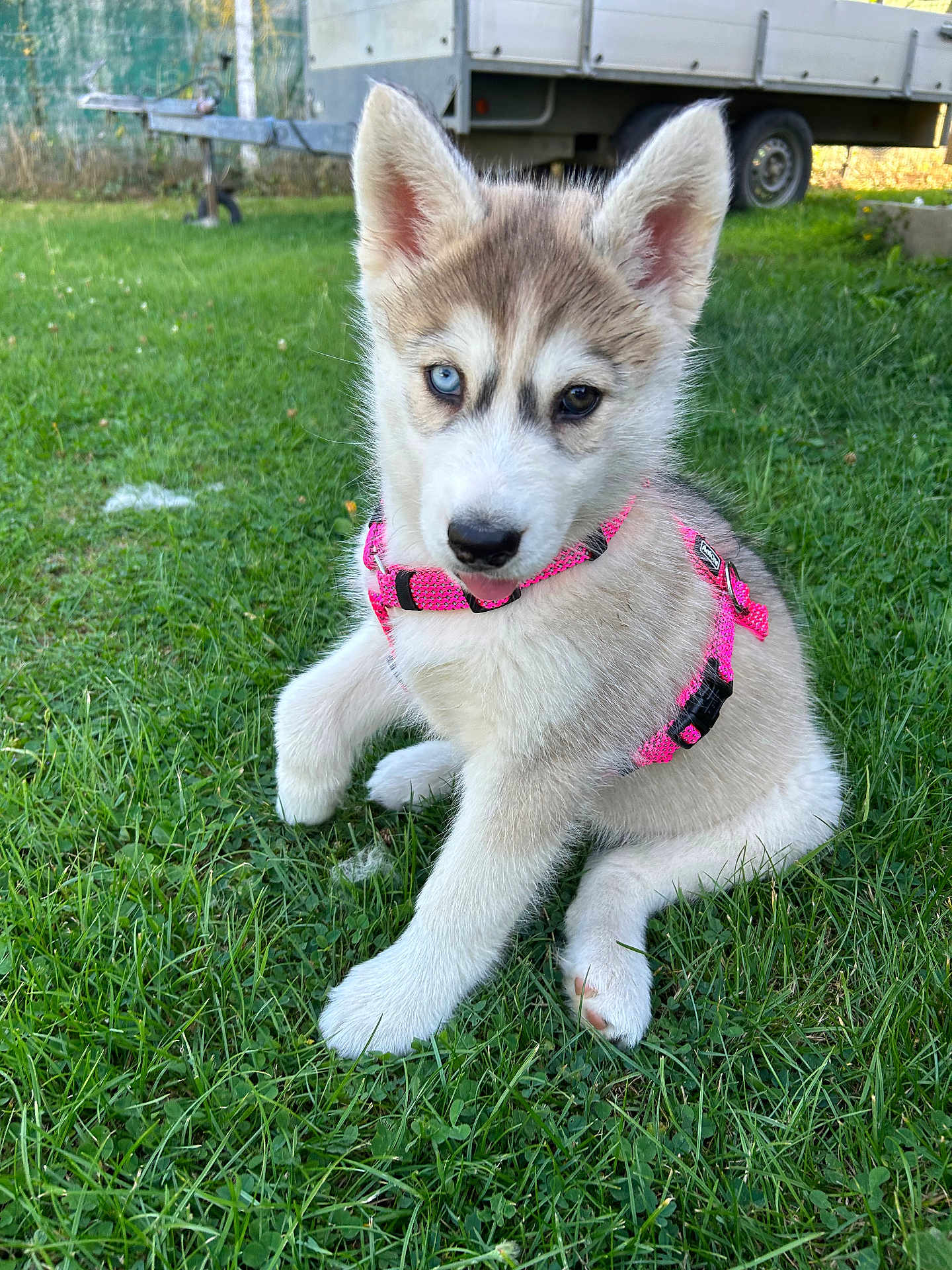 Aska a rejoint le concours — aidez-le/la à gagner de superbes lots ! puppy, dog, husky, grass, outdoor, pink_harness, heterochromia, blue_eye, brown_eye, cute, pet, animal, young_dog, sitting, fence, trailer, nature, canine, fur, ears