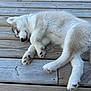 Aska participe au concours pour gagner de l'argent avec cette photo : puppy, dog, sleeping, wooden_deck, fur, outdoor, animal, pet, resting, cute, young_dog, paw, nose, tail, relaxation, peaceful, nature, adorable, canine, sleep