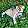 puppy, dog, husky, grass, ball, outdoor, pet, playful, young, collar, animal, cute, fur, ears, happy, nature, green, summer, tongue, canine