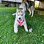 puppy, dog, husky, grass, outdoor, greenery, playful, pet, animal, collar, harness, canine, nature, yard, summer, sunlight, wooden_structure, trailer, excited, domestic
