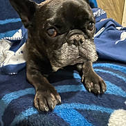Basil joined the competition — help win amazing prizes! animal, black, blanket, brown, closeup, companion, cozy, cute, dog, ears, expression, face, french_bulldog, fur, indoor, paw, pet, portrait, resting, white
