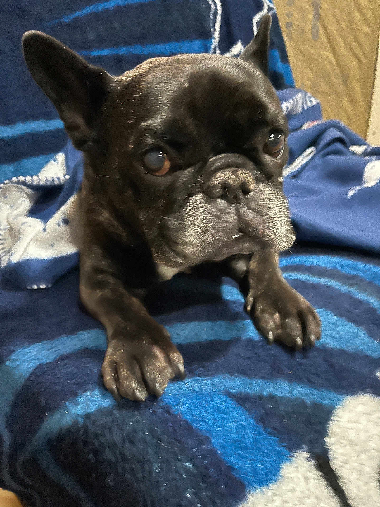 Basil joined the competition — help win amazing prizes! animal, black, blanket, brown, closeup, companion, cozy, cute, dog, ears, expression, face, french_bulldog, fur, indoor, paw, pet, portrait, resting, white