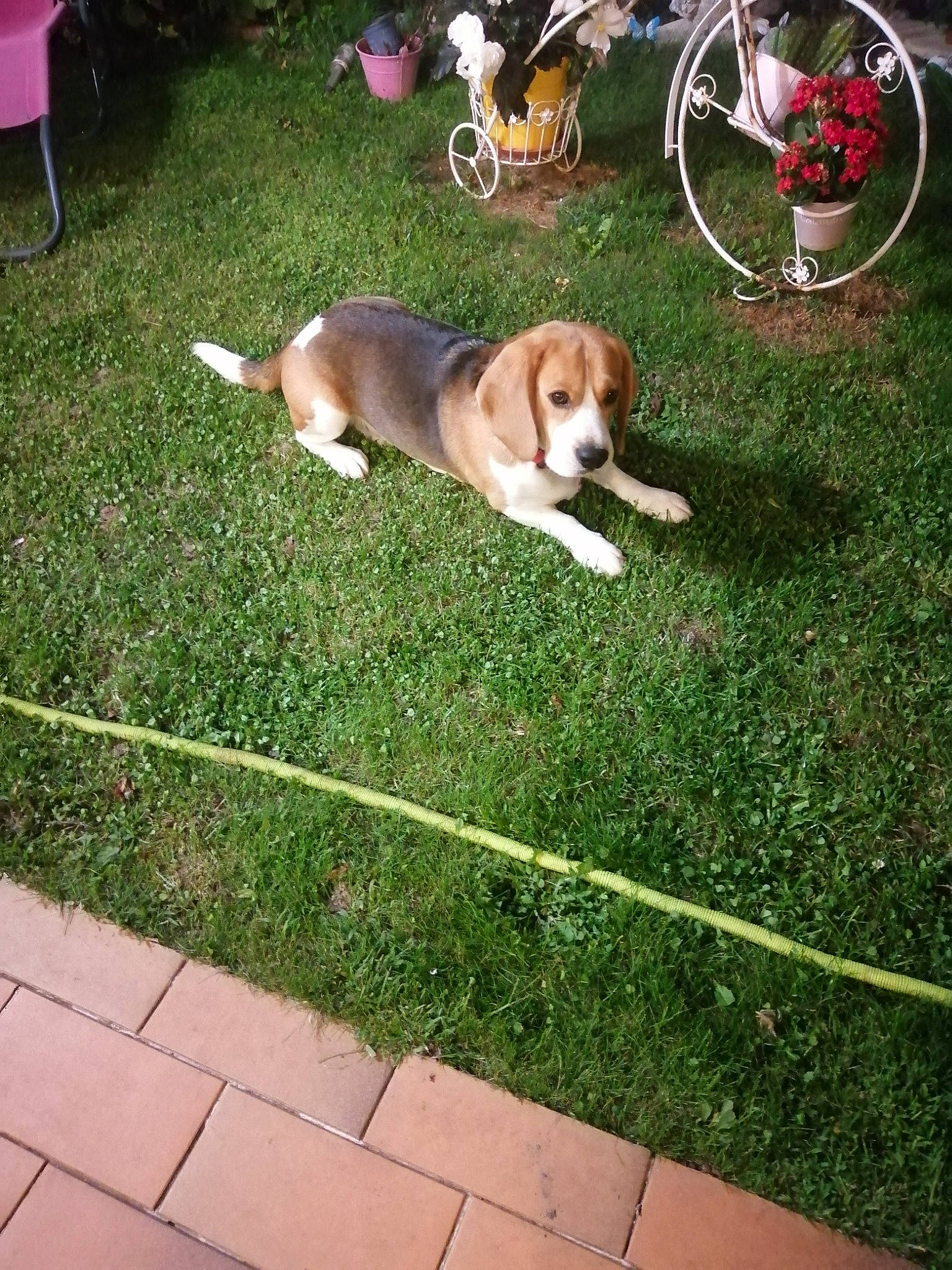 Ringo a rejoint le concours — aidez-le/la à gagner de superbes lots ! automotive_tire, bicycle, bicycle_handlebar, bicycle_tire, bicycle_wheel, carnivore, chair, companion_dog, dog, dog_breed, fawn, flooring, grass, groundcover, lawn, plant, sidewalk, tire, vehicle, wheel