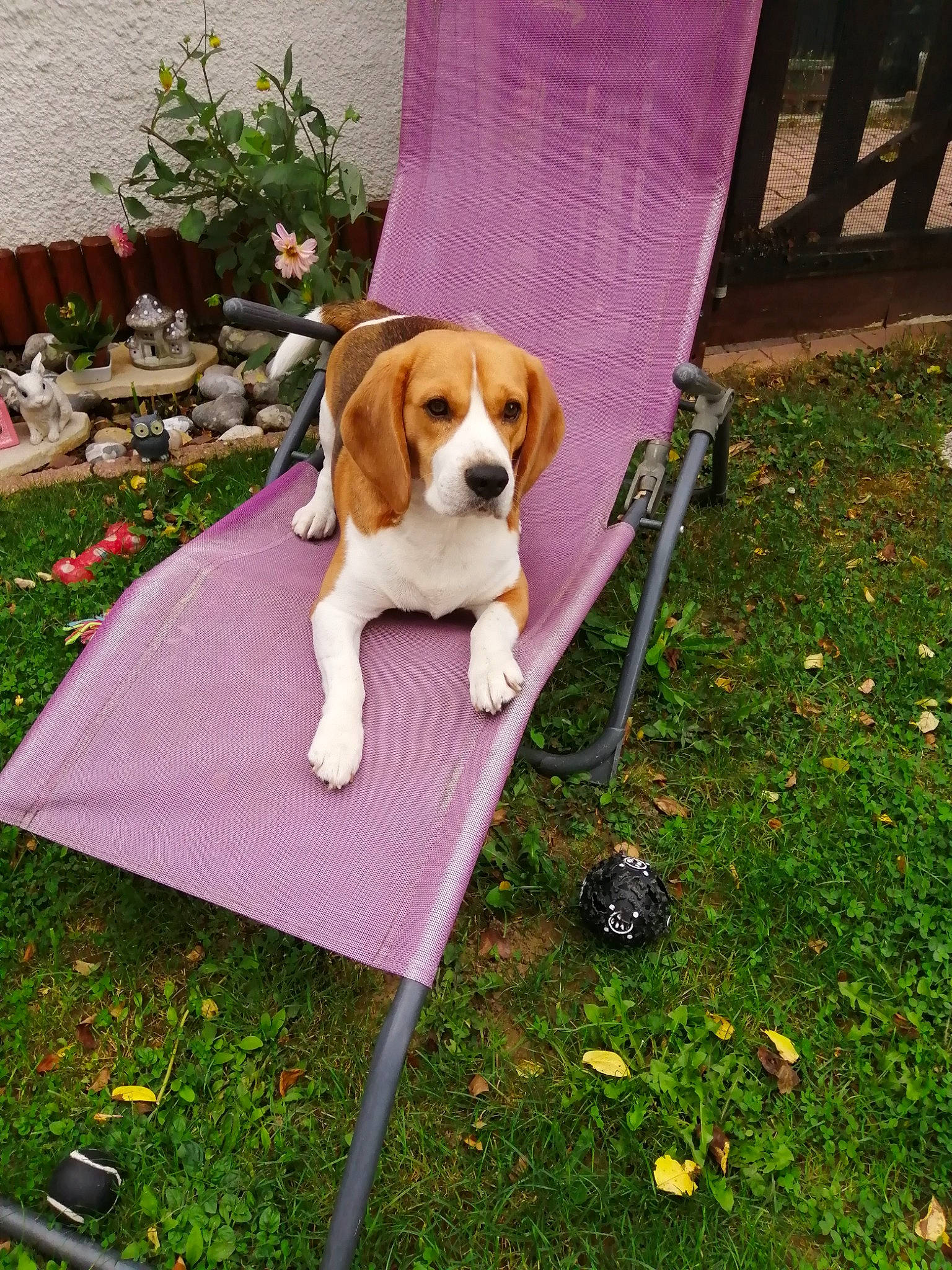 Ringo a rejoint le concours — aidez-le/la à gagner de superbes lots ! canidae, carnivore, chair, collar, companion_dog, dog, dog_breed, dog_supply, fawn, flower, grass, hound, outdoor_furniture, pet_supply, plant, sporting_group, tail, vehicle_door, working_dog, yard