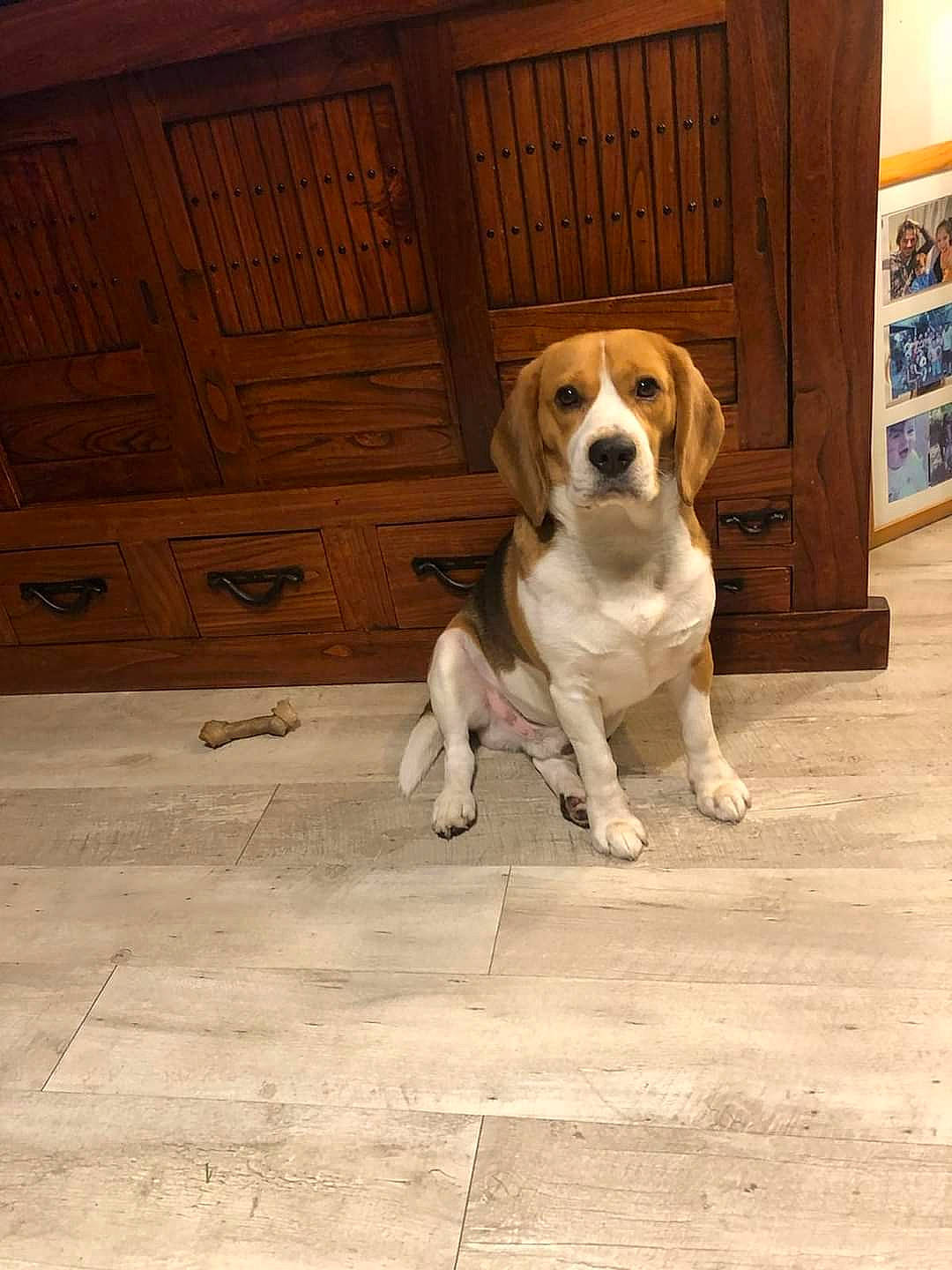 Ringo a rejoint le concours — aidez-le/la à gagner de superbes lots ! ball, canidae, carnivore, companion_dog, dog, dog_breed, door, fawn, floor, flooring, hardwood, hound, paw, scent_hound, snout, sporting_group, tail, varnish, wood, working_animal