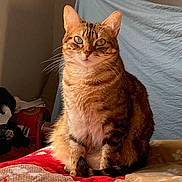 Venise a rejoint le concours — aidez-le/la à gagner de superbes lots ! animal, bed, blanket, cat, comfort, cozy, domestic, ears, feline, fur, home, indoor, light, looking, pattern, pet, shadow, sitting, tabby, whiskers