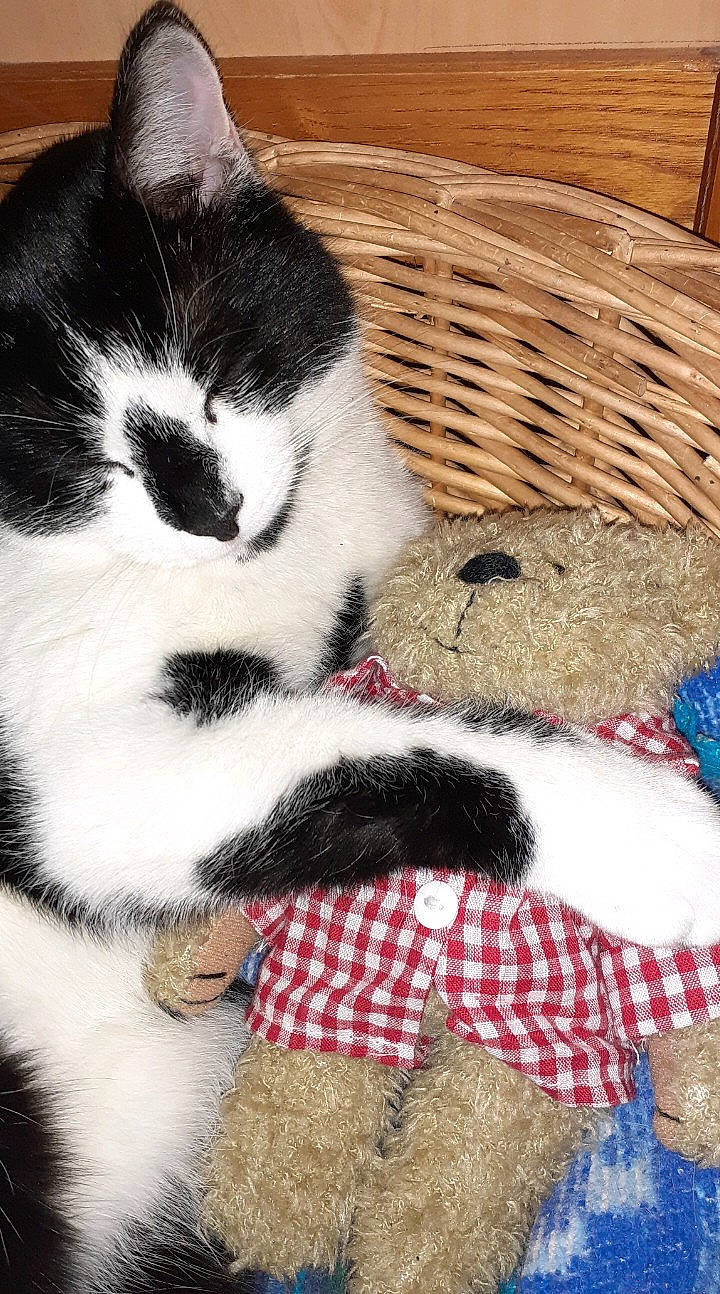 Bono a rejoint le concours — aidez-le/la à gagner de superbes lots ! carnivore, cat, felidae, fur, kitten, paw, polydactyl_cat, small_to_medium_sized_cats, tail, whiskers