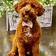 Enzo joined the competition — help win amazing prizes! dog, brown, curly_fur, bowtie, sitting, indoor, wooden_floor, christmas_tree, holiday, decorations, crate, pet, cute, animal, fur, portrait, looking, festive, light, background