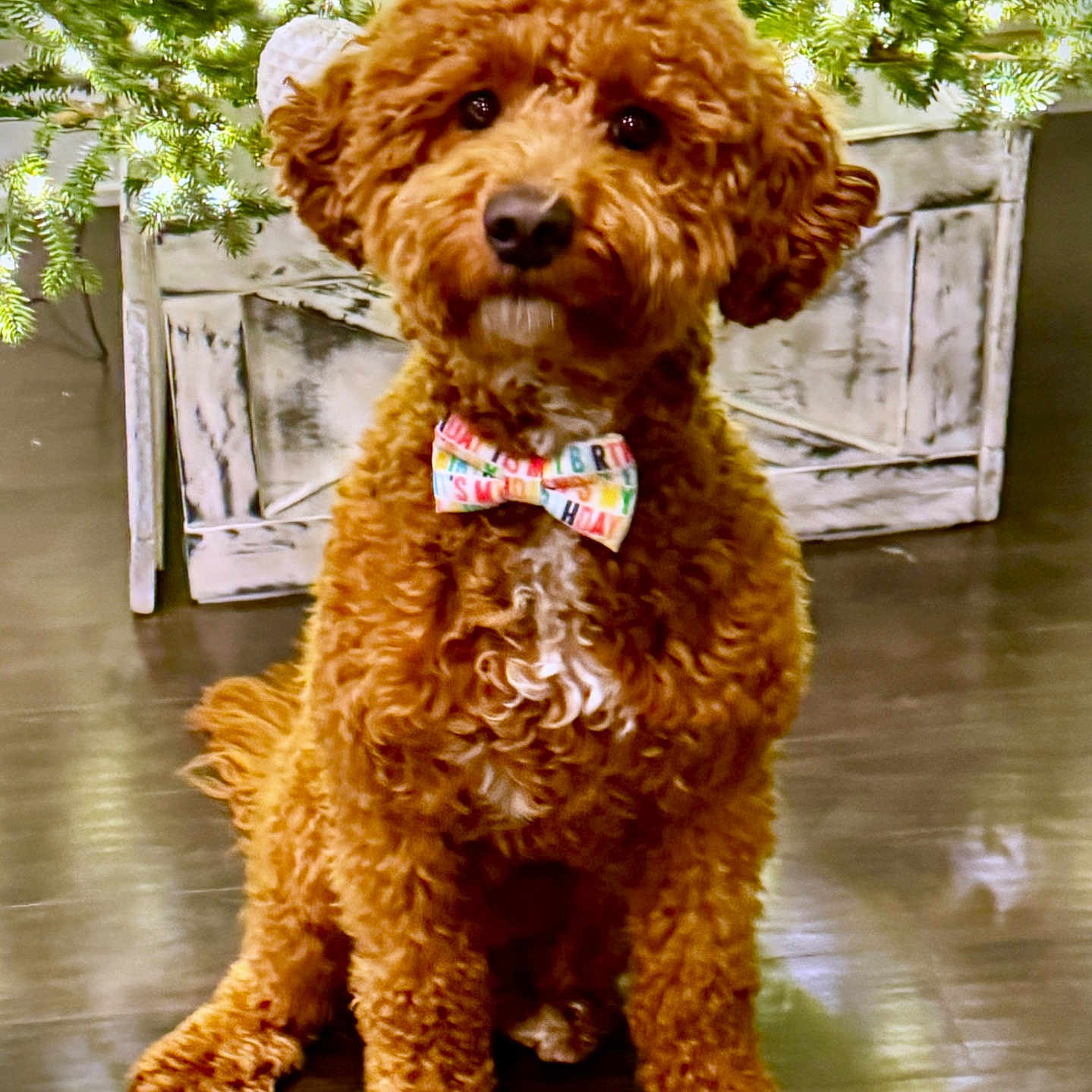 Enzo joined the competition — help win amazing prizes! animal, background, bowtie, brown, christmas_tree, crate, curly_fur, cute, decorations, dog, festive, fur, holiday, indoor, light, looking, pet, portrait, sitting, wooden_floor