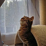 Crystal a rejoint le concours — aidez-le/la à gagner de superbes lots ! cat, tabby, indoor, scratching_post, curtain, window, floor, pet, feline, animal, cozy, light, curious, looking_up, home, domestic, whiskers, ears, sitting, quiet