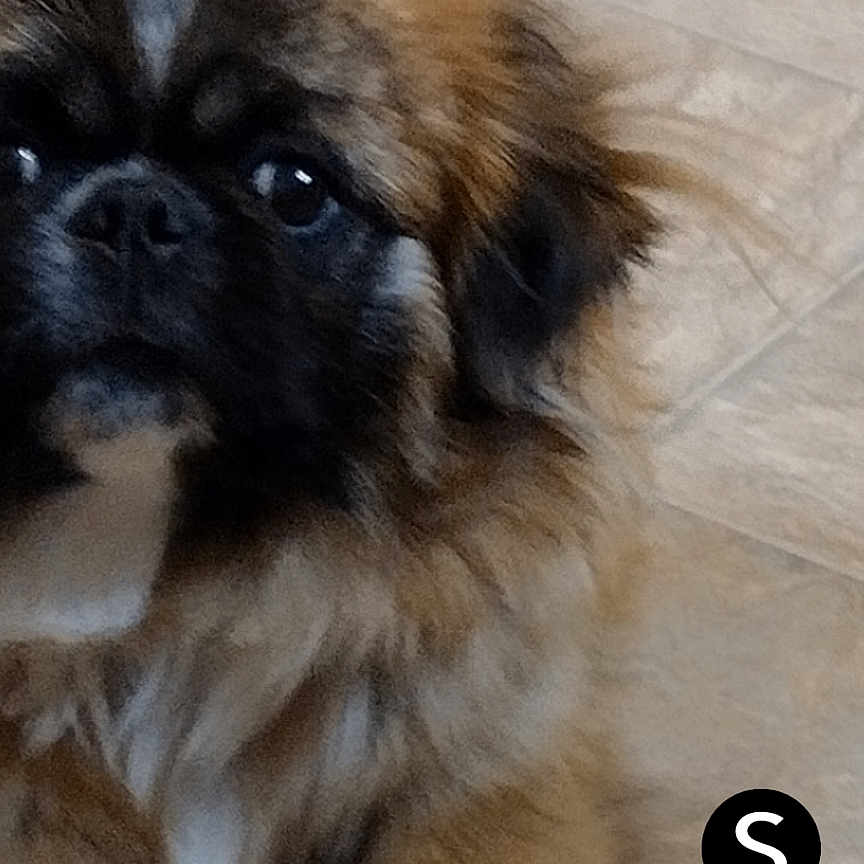 Charlie joined the competition — help win amazing prizes! affenpinscher, animal, canine, cockerspaniel, dog, papillon, pet, pug, puppy, terrier