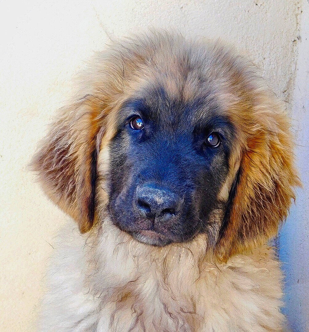 Oxbow participe au concours pour gagner de l'argent avec cette photo : ancient_dog_breeds, canidae, carnivore, companion_dog, dog, dog_breed, event, fawn, fur, snout, sporting_group, tibetan_mastiff, working_dog