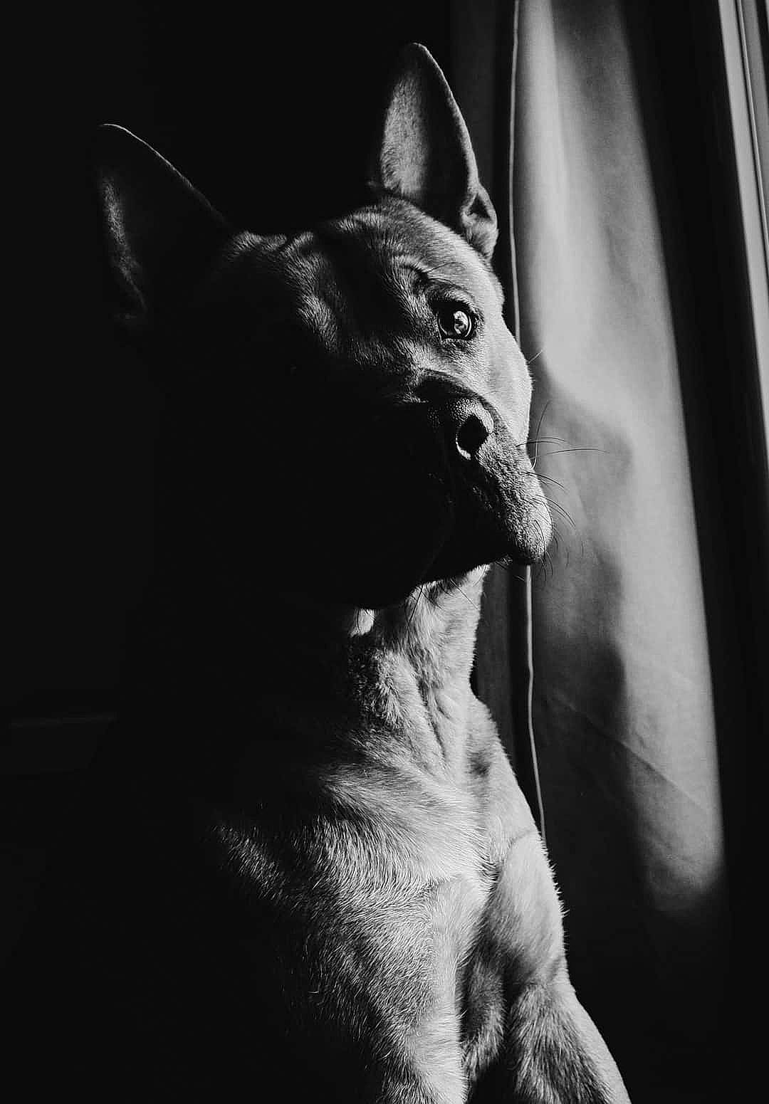 Muffin participe au concours pour gagner de l'argent avec cette photo : canidae, carnivore, darkness, dog, dog_breed, fang, felidae, flash_photography, fur, grey, jaw, monochrome, monochrome_photography, shadow, small_to_medium_sized_cats, snout, still_life_photography, terrestrial_animal, whiskers, wildlife