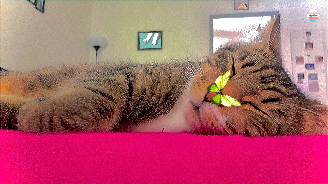 Cimba participe au concours pour gagner de l'argent avec cette photo : carnivore, cat, claw, comfort, couch, domestic_short_haired_cat, eyelash, felidae, fur, grass, linens, nail, nap, paw, picture_frame, rectangle, room, small_to_medium_sized_cats, tail, whiskers