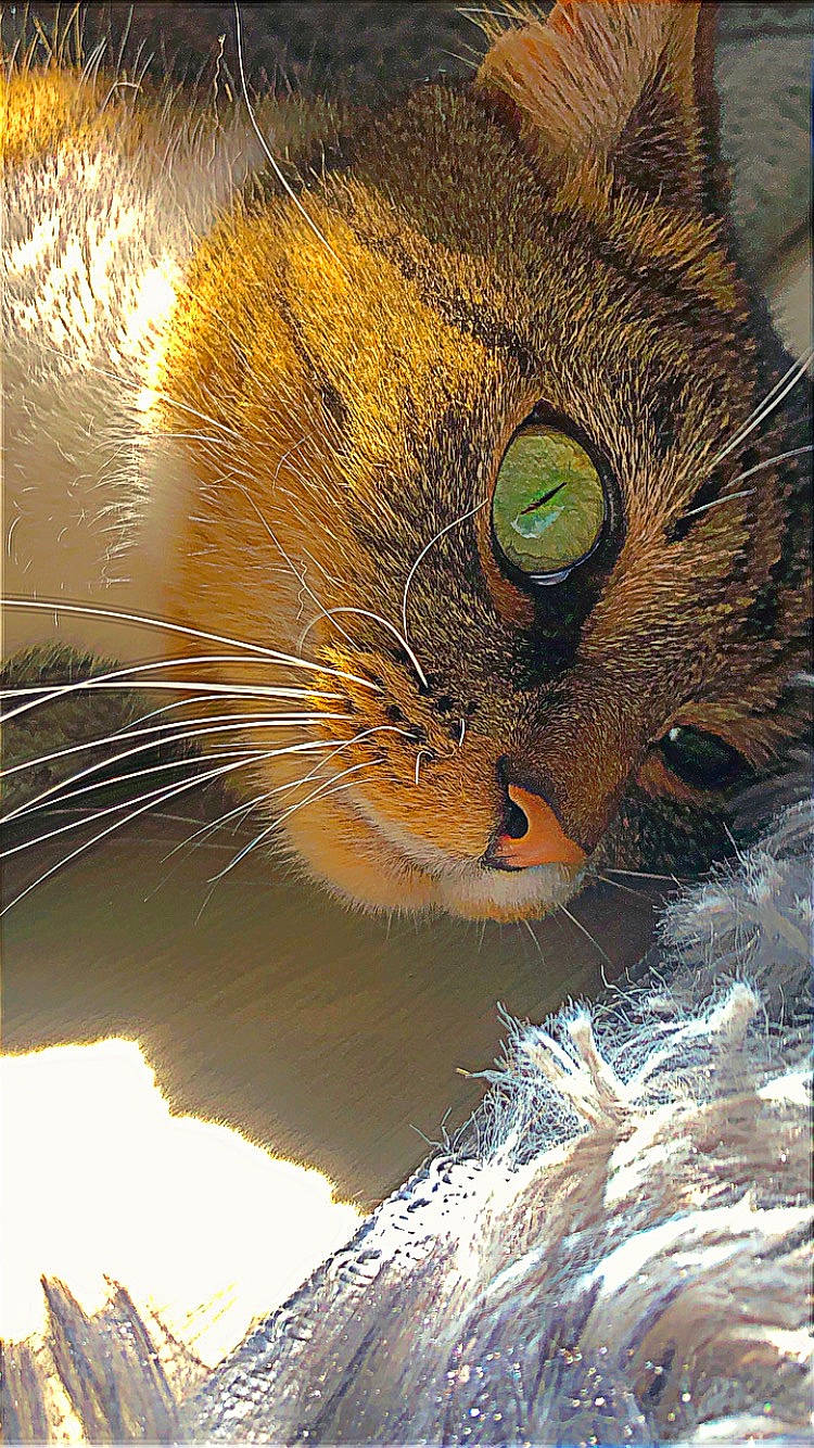 Cimba a rejoint le concours — aidez-le/la à gagner de superbes lots ! art, art_paint, big_cats, carnivore, cat, close_up, eyelash, fawn, feather, felidae, fur, macro_photography, organism, painting, small_to_medium_sized_cats, snout, tail, terrestrial_animal, whiskers, wildlife