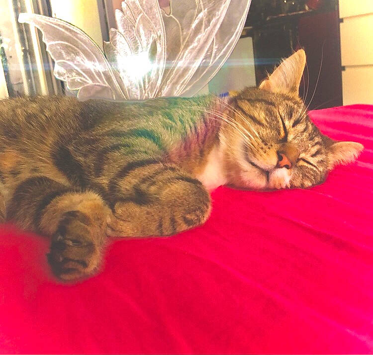 Cimba participe au concours pour gagner de l'argent avec cette photo : bed, carnivore, cat, cat_supply, claw, comfort, domestic_short_haired_cat, fawn, felidae, fur, linens, nap, paw, sleep, small_to_medium_sized_cats, snout, tail, vertebrate, whiskers, wildlife