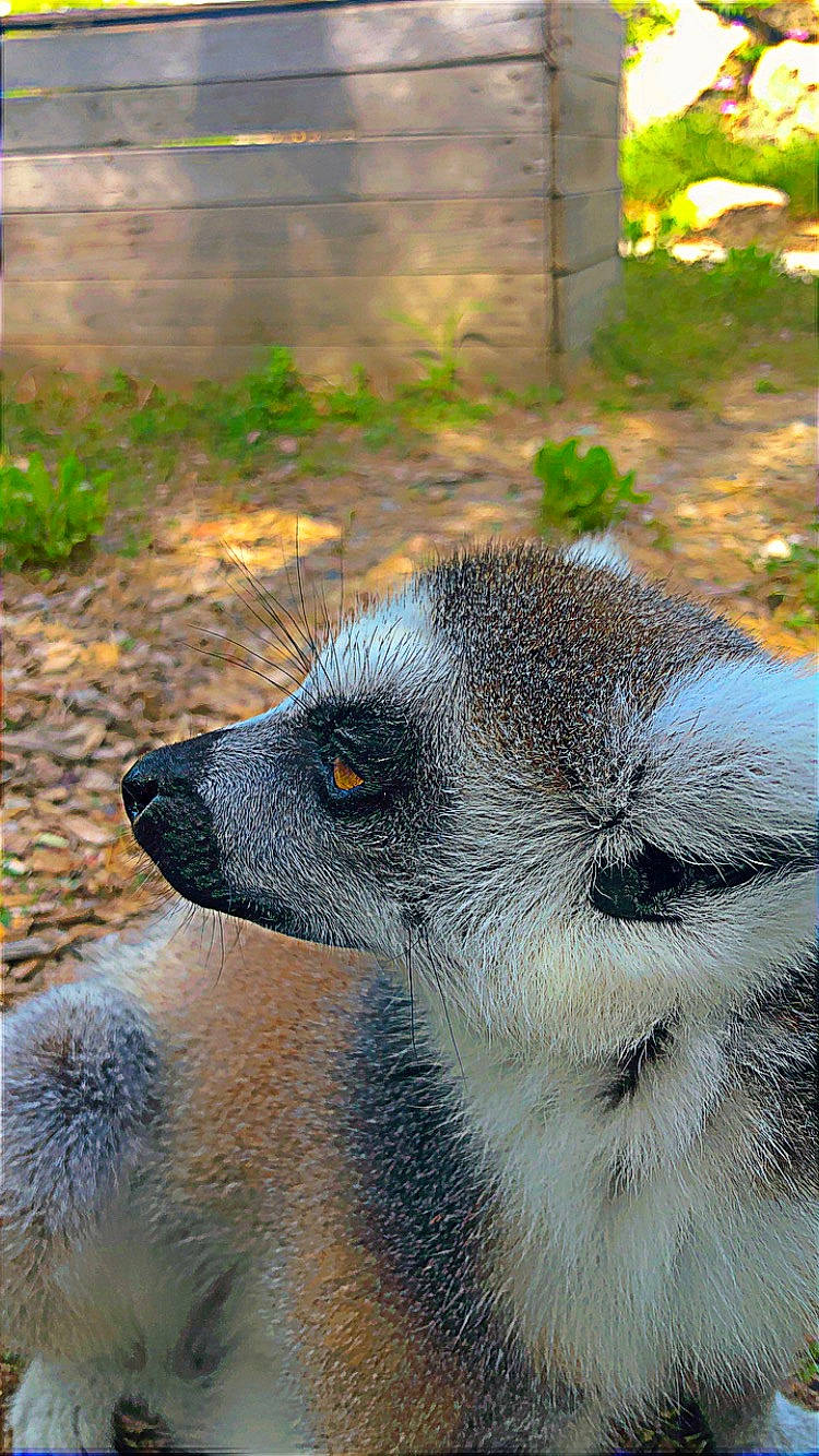 Cimba a rejoint le concours — aidez-le/la à gagner de superbes lots ! bear, carnivore, claw, close_up, fawn, fur, grass, koala, marsupial, mustelidae, plant, polar_bear, snout, soil, terrestrial_animal, whiskers, wildlife, zoo