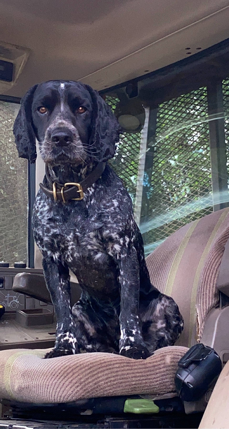 Blade joined the competition — help win amazing prizes! auto_part, bag, canidae, carnivore, companion_dog, dog, dog_breed, fur, gun_dog, hunting_dog, liver, luggage_and_bags, metal, non_sporting_group, pointing_breed, snout, spaniel, sporting_group, working_animal, working_dog