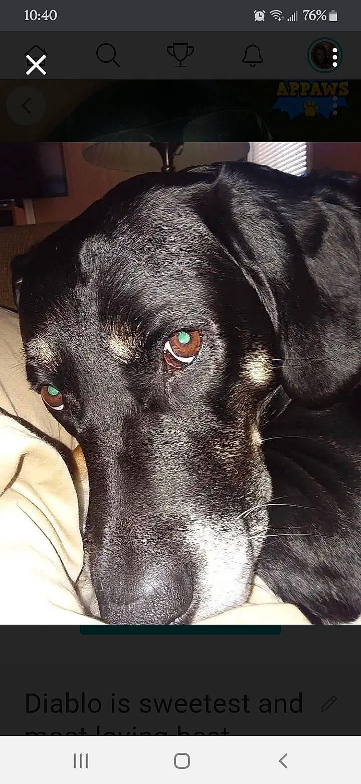 Diablo is registered to the contest to win money with this photo: beagador, borador, canidae, carnivore, dog, dog_breed, ear, great_dane, labrador_retriever, mammal, nose, snout, sporting_group, vertebrate, whiskers