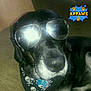 Diablo is registered to the contest to win money with this photo: carnivoran, dog, dog_breed, dog_like_mammal, labrador_retriever, personal_protective_equipment, snout, sporting_group