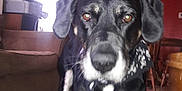 Diablo is registered to the contest to win money with this photo: dog, dog_breed, dog_breed_group, dog_like_mammal, huntaway, snout, sporting_group