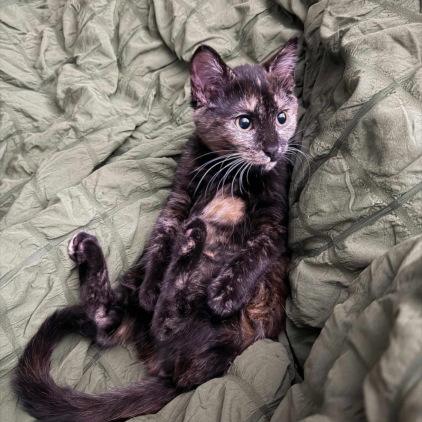 Tini
