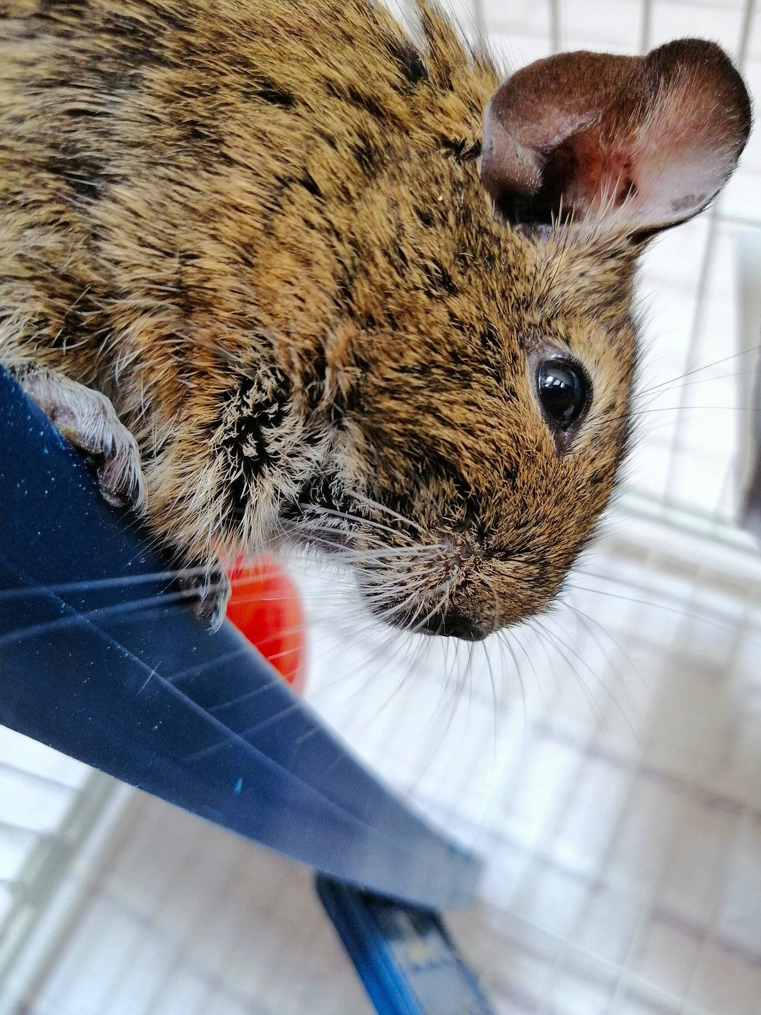 Arrow a rejoint le concours — aidez-le/la à gagner de superbes lots ! chinchilla, degu, domestic_rabbit, fawn, gerbil, lower_keys_marsh_rabbit, mammal, mouse, muridae, muroidea, organism, pest, rabbit, rabbits_and_hares, rat, rodent, snout, vertebrate, whiskers, wildlife