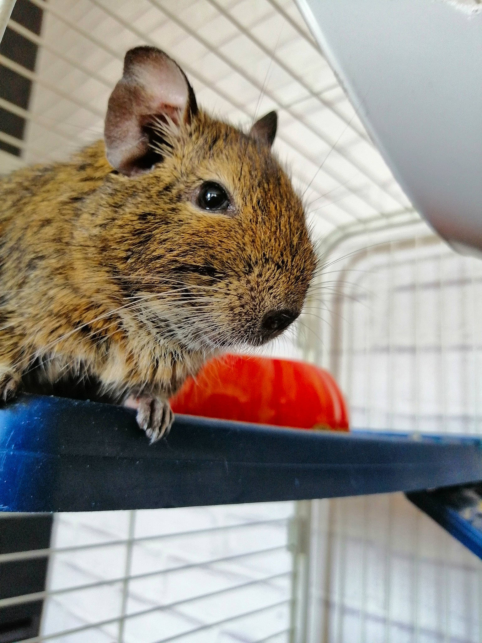 Arrow a rejoint le concours — aidez-le/la à gagner de superbes lots ! animal_shelter, cage, degu, fare, fawn, gerbil, hamster, mammal, mouse, muridae, muroidea, organism, pest, rat, rodent, snout, vertebrate, whiskers, wildlife