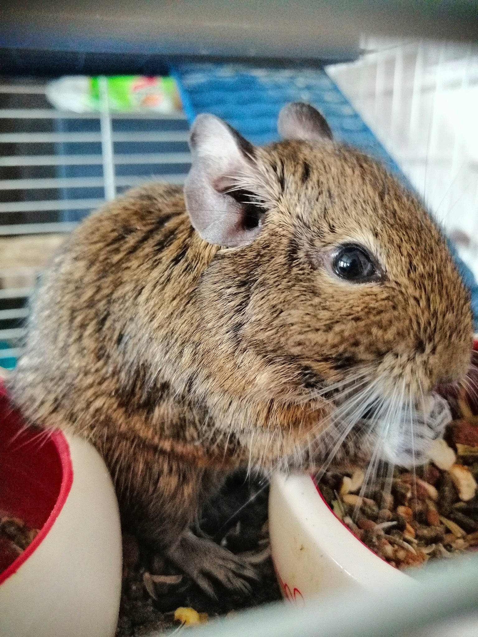 Arrow participe au concours pour gagner de l'argent avec cette photo : degu, eating, fare, fawn, gerbil, hamster, lower_keys_marsh_rabbit, mammal, mouse, muridae, muroidea, organism, rabbit, rabbits_and_hares, rat, rodent, small_animal_food, vertebrate, whiskers, wildlife