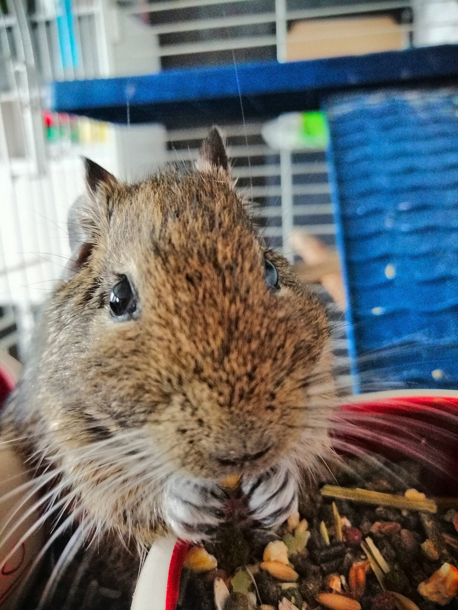 Arrow a rejoint le concours — aidez-le/la à gagner de superbes lots ! degu, fawn, gerbil, mammal, mouse, muridae, muroidea, rat, rodent, snout, terrestrial_animal, vertebrate, whiskers, wildlife