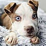 animal, blue_eyes, close_up, curious, cute, dog, domestic_animal, fluffy_blanket, fur, indoor, laying_down, mammal, nose, paws, pet, portrait, puppy, soft_texture, whiskers, young