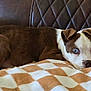 animal, blanket, brown_and_white, checkered, comfort, couch, cozy, curious, cute, dog, ears, fur, indoor, leather, lying_down, pet, puppy, resting, soft_texture, wide_eyes