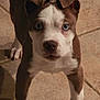 puppy, dog, blue_eyes, brown_and_white, standing, floor_tiles, curious, ears_folded, pet, animal, young_dog, indoor, looking_at_camera, four_legs, canine, fur, whiskers, nose, paws, alert