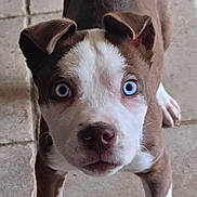 Armani Valentino joined the competition — help win amazing prizes! puppy, dog, brown, white, blue_eyes, heterochromia, floor, tile, pet, cute, canine, young, ears, fur, paw, animal, looking_up, indoor, closeup, adorable