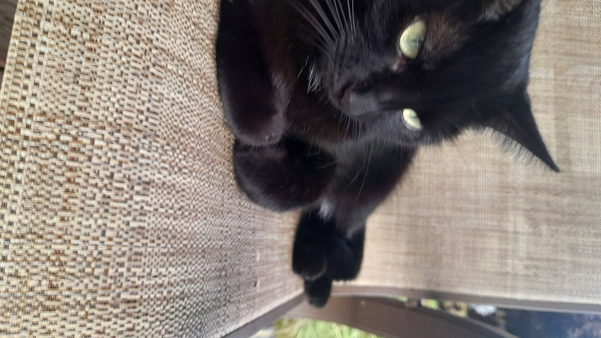 Spooks is registered to the contest to win money with this photo: black_cat, bombay, carnivore, cat, cat_supply, claw, domestic_short_haired_cat, felidae, fur, pattern, paw, small_to_medium_sized_cats, tail, terrestrial_animal, whiskers, woolen, woven_fabric