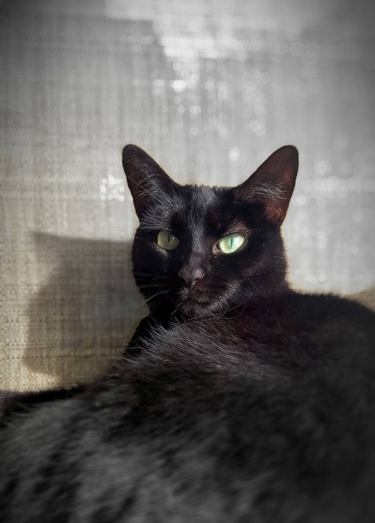 Spooks is registered to the contest to win money with this photo: black_cat, bombay, carnivore, cat, domestic_short_haired_cat, eye, felidae, fur, havana_brown, monochrome, monochrome_photography, small_to_medium_sized_cats, snout, terrestrial_animal, whiskers