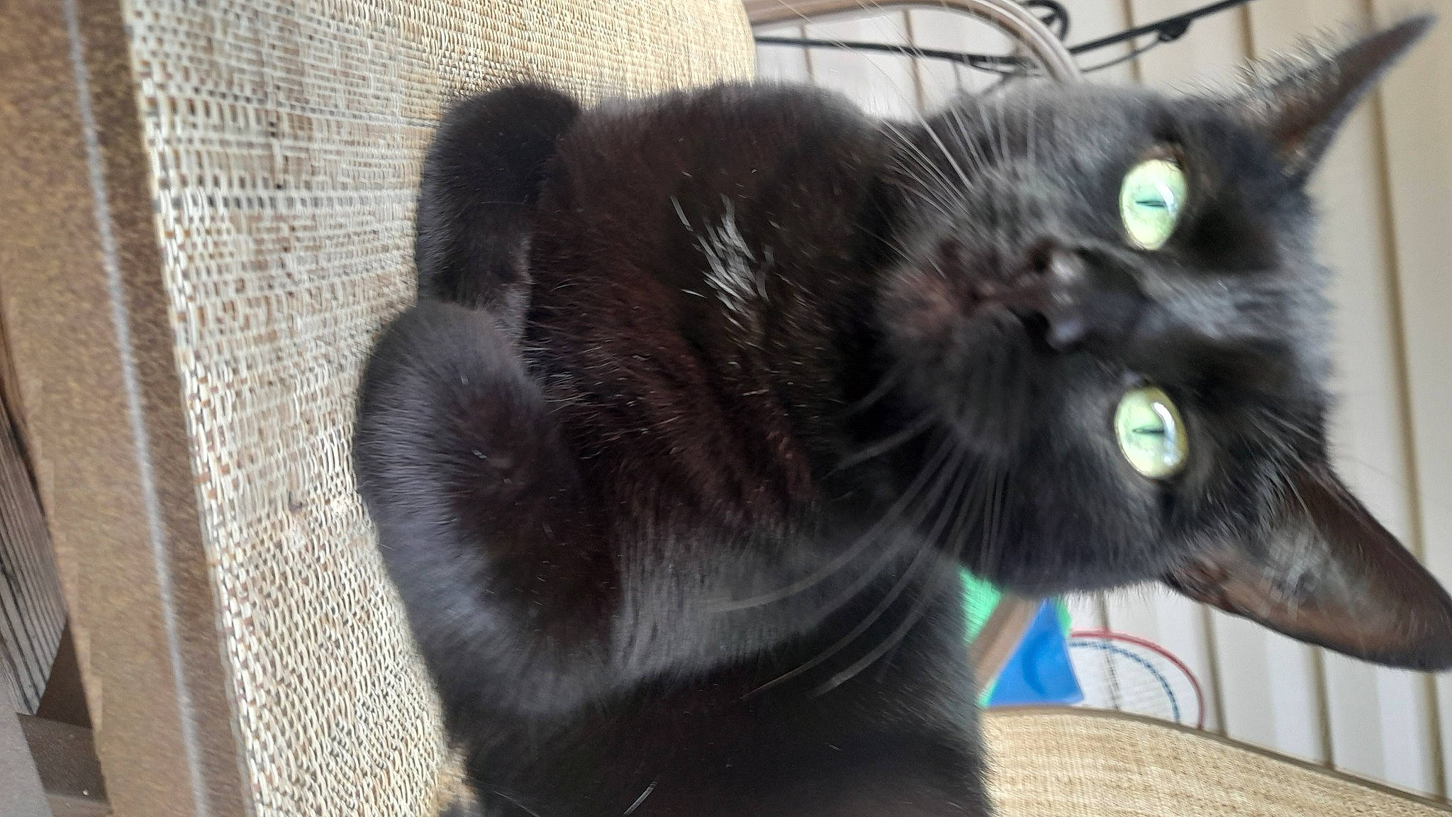 Spooks joined the competition — help win amazing prizes! black_cat, bombay, carnivore, cat, claw, collar, domestic_short_haired_cat, ear, fang, felidae, fur, grey, havana_brown, paw, small_to_medium_sized_cats, snout, tail, terrestrial_animal, whiskers, woven_fabric