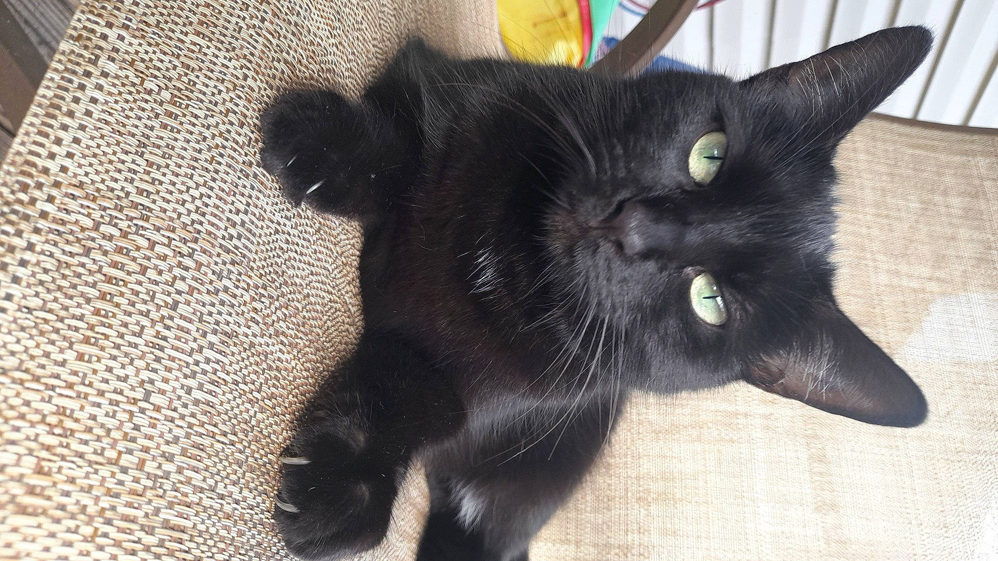 Spooks joined the competition — help win amazing prizes! black_cat, bombay, carnivore, cat, claw, domestic_short_haired_cat, felidae, fur, paw, small_to_medium_sized_cats, snout, tail, terrestrial_animal, whiskers