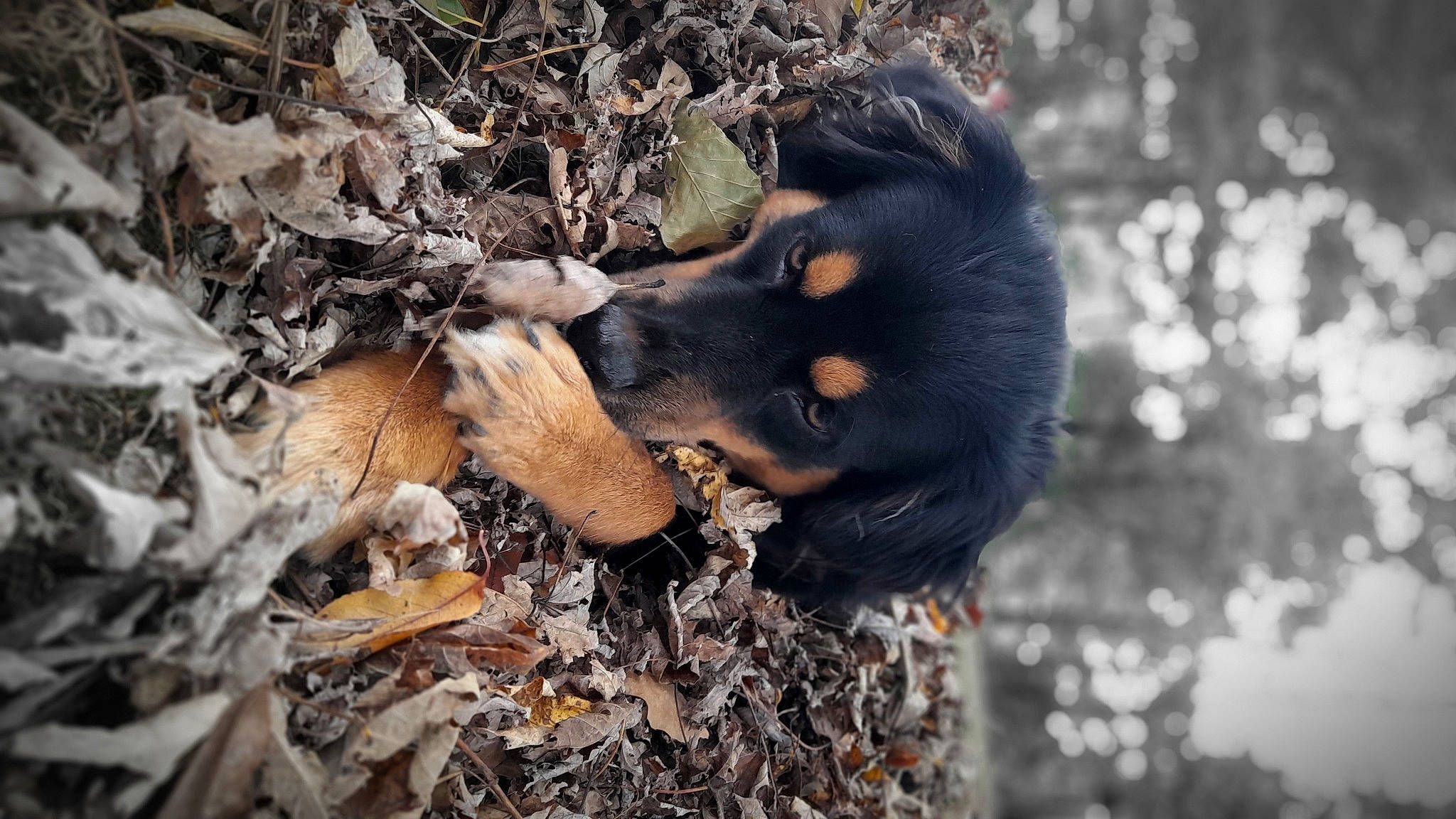 Kora joined the competition — help win amazing prizes! canidae, carnivore, companion_dog, dog_breed, fawn, forest, fur, organism, plant, snout, soil, sporting_group, terrestrial_animal, tree, trunk, twig, wildlife, wood