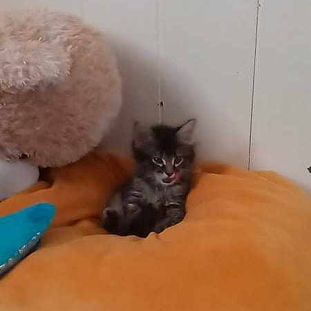 Athena