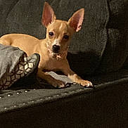 Bossy is registered to the contest to win money with this photo: dog, small_dog, tan_dog, couch, sofa, indoor, pet, animal, ears, face, pillow, relaxed, looking_at_camera, home, furniture, cozy, resting, domestic, companion, cute